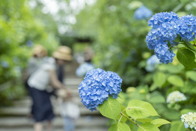 Close-up of purple hydrangea flower