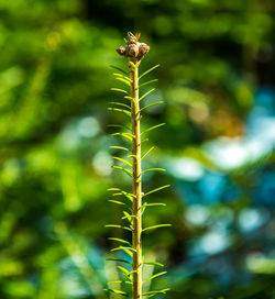 Close-up of fir tree branch