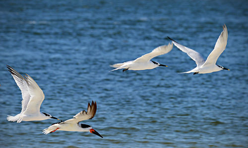 Seagull flying over water