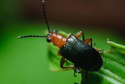 Orange,red beetle with a beautiful color grasping the green leaves in the natural garden.