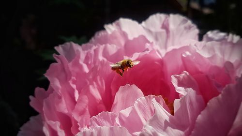 Close-up of bee pollinating on pink flower