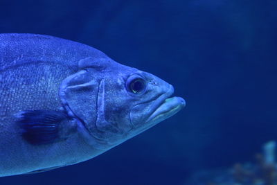 Close-up of fish in aquarium