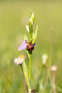 Close up low level marco viewe of bee orchid plant growing wild in green grass field