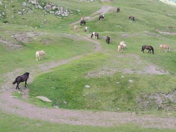 Horses grazing in a farm