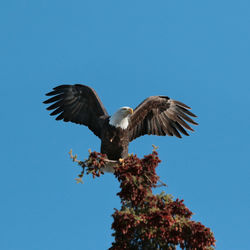 Low angle view of bird flying against clear blue sky