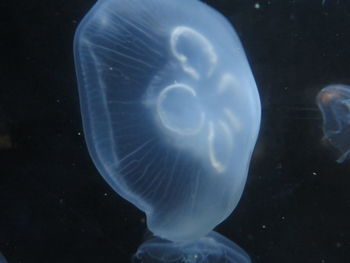 Close-up of jellyfish swimming in sea