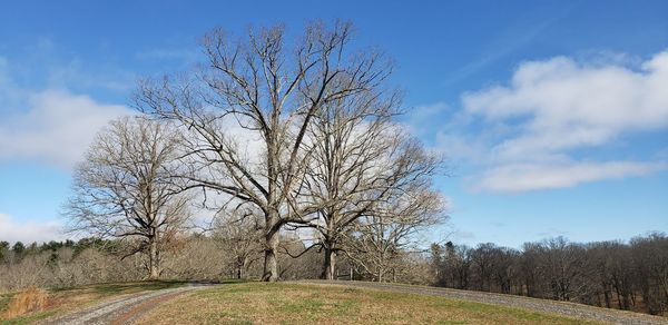 Bare tree on field against sky