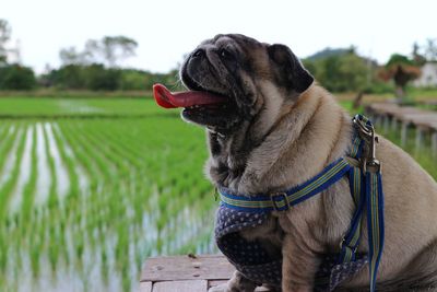 Close-up of a dog