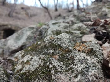 Close-up of tree trunk