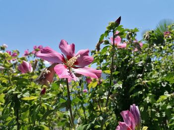 Close-up of pink flowering plant against sky