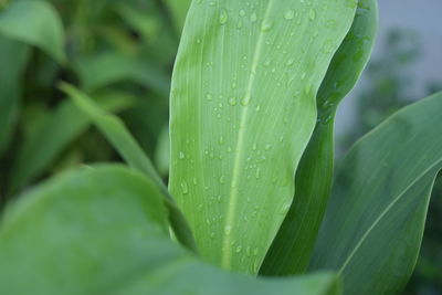 Close-up of raindrops on leaves