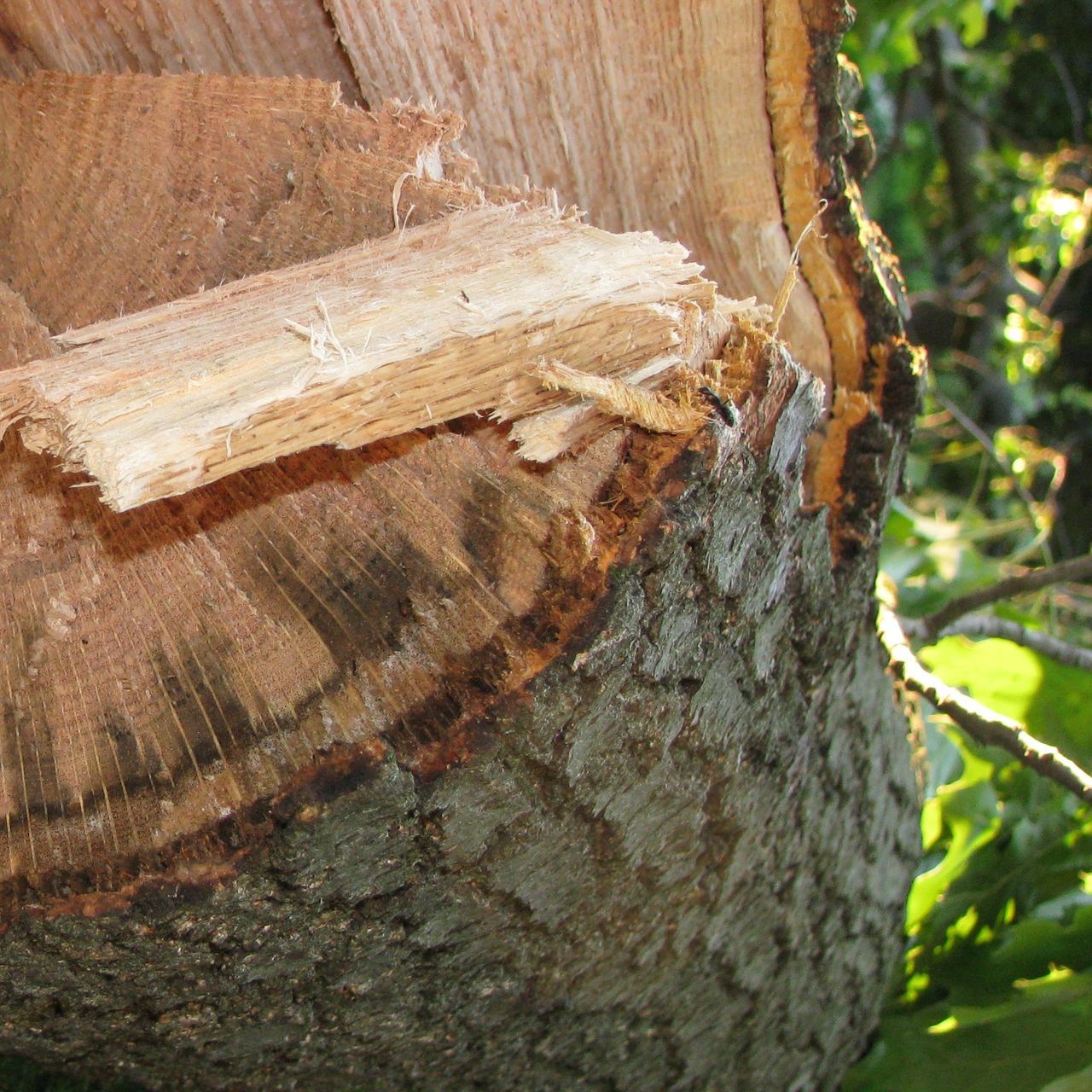 tree trunk, wood - material, textured, tree, close-up, rough, bark, nature, brown, natural pattern, wood, tree stump, log, focus on foreground, day, outdoors, forest, no people, weathered, plant bark