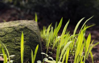 Close-up of plant growing on field