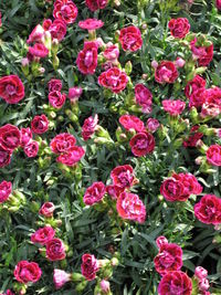 Full frame shot of pink flowers