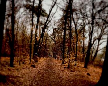 Trees in forest