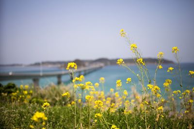 Yellow flowering plants on field against sky