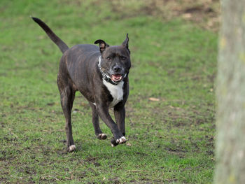 Portrait of dog on field