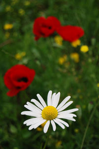Close-up of white flower