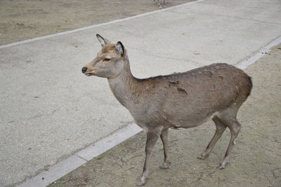 High angle view of deer