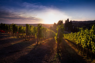 Scenic view of vineyard against sky during sunset