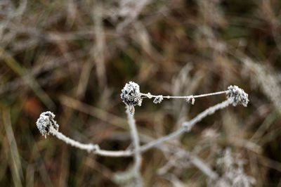 Close-up of dead plant during winter