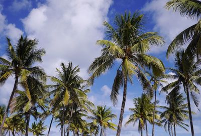 Low angle view of palm trees against sky