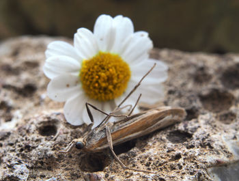 Close-up of white daisy flower