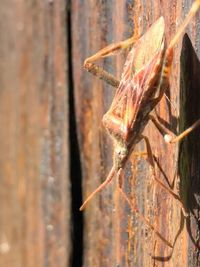 Close-up of grasshopper on rusty metal