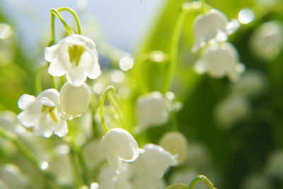 Close-up of white flowering plant