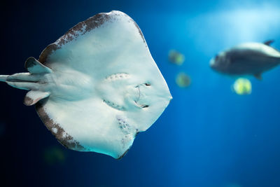 Close-up of jellyfish swimming in sea