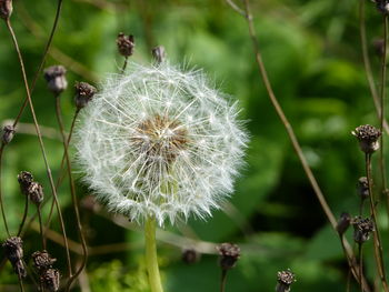 Close-up of dandelion against blurred background