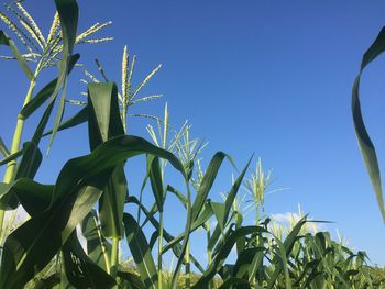 Low angle view of crops against clear blue sky
