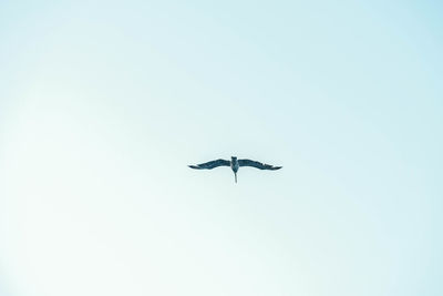 Low angle view of bird flying against clear sky