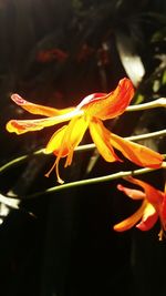 Close-up of orange flower