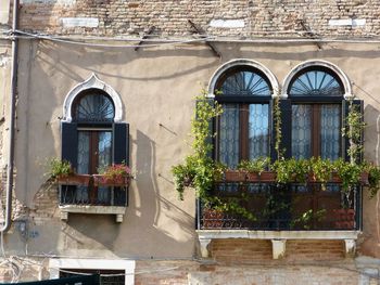 Low angle view of potted plants against building