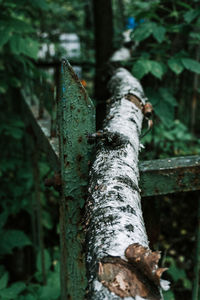 Close-up of tree trunk in forest