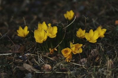 Yellow flowers growing on field