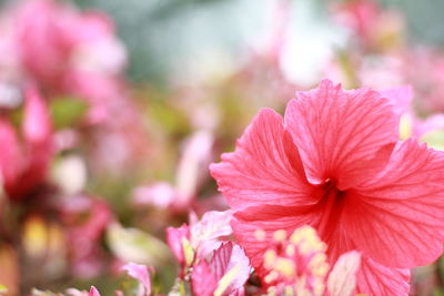 Close-up of pink flowering plant