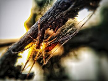 Close-up of dry leaf on tree trunk