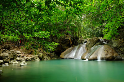 Scenic view of river stream amidst trees in forest