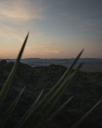 Scenic view of field against sky at sunset