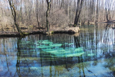 Scenic view of lake in forest