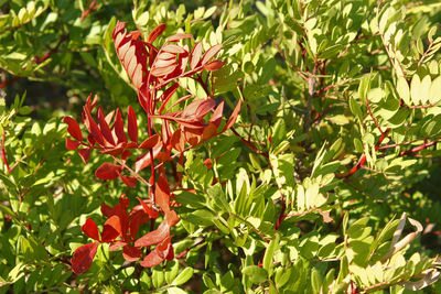 Close up of red flowers