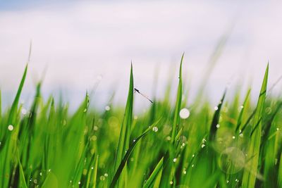 Close-up of fresh green grass on field