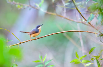 Bird perching on branch