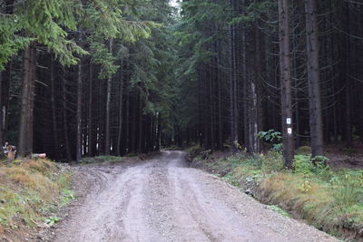 Dirt road amidst trees in forest