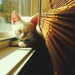 Cat sleeping by window at home