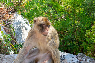 Close-up of monkey