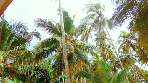 Low angle view of palm trees against sky