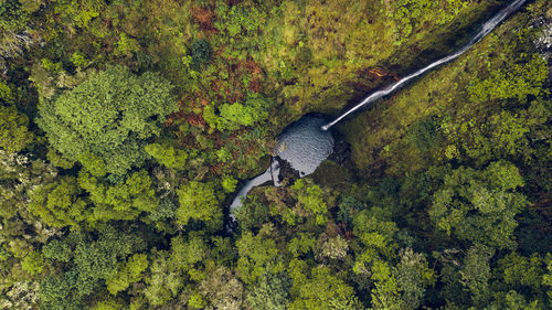 High angle view of a duck in the forest